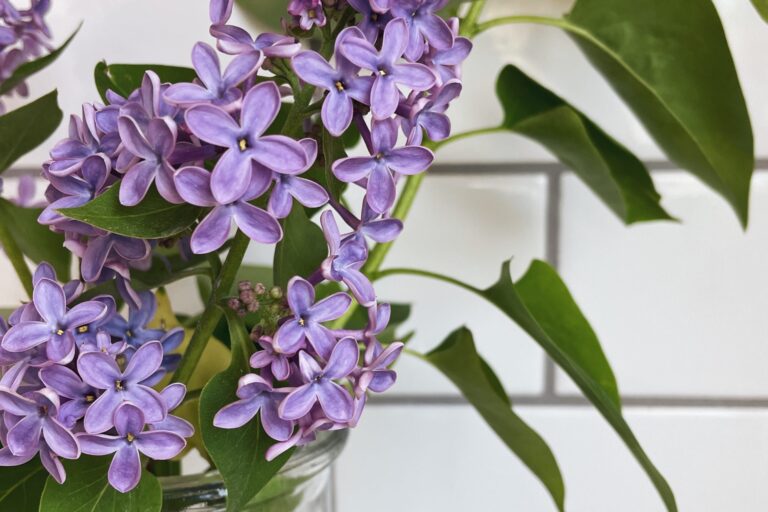 lilac stem in water